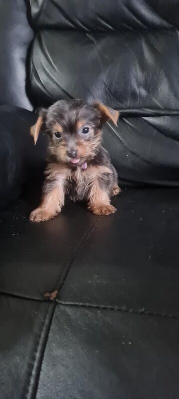 Yorkshire Terrier for sale in South Shields, Tyne and Wear | Image 2