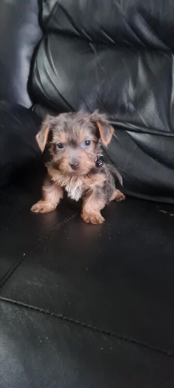 Yorkshire Terrier for sale in South Shields, Tyne and Wear | Image 3