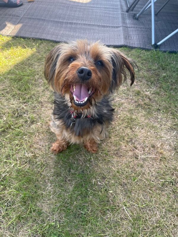 Yorkshire Terrier for sale in Norwich, Norfolk