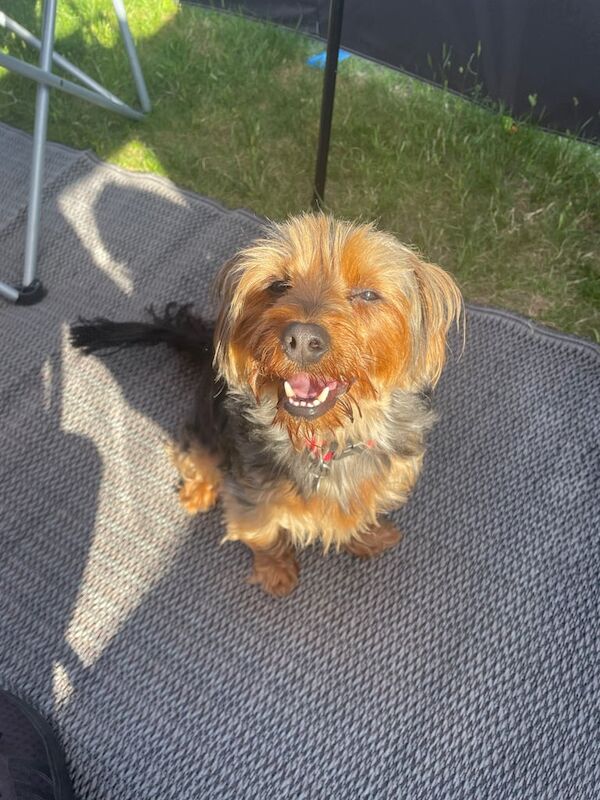 Yorkshire Terrier for sale in Norwich, Norfolk | Image 2