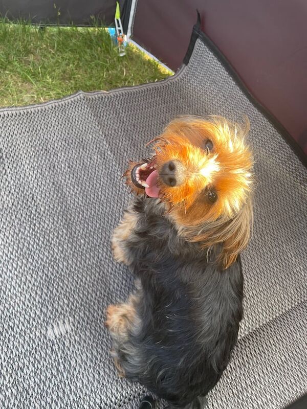 Yorkshire Terrier for sale in Norwich, Norfolk | Image 3