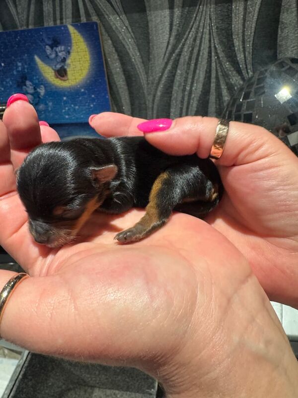Yorkshire terrier for sale in County Antrim