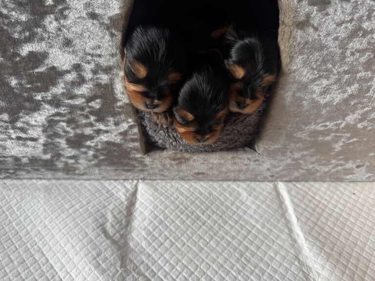 Yorkshire terrier for sale in County Antrim | Image 2