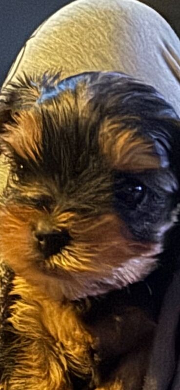 Yorkshire terrier for sale in County Antrim | Image 3