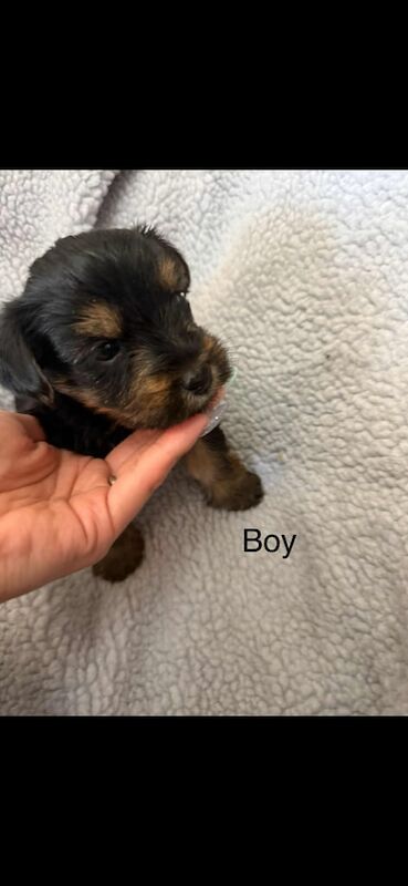 Yorkshire terrier for sale in Kilwinning, Ayrshire and Arran