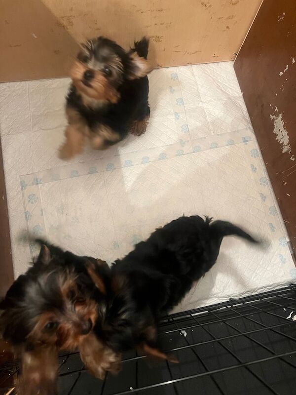 Yorkshire Terrier puppies for sale in Uxbridge, Greater London – 11 weeks old