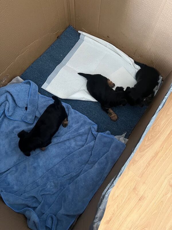 Yorkshire Terrier puppies for sale in Uxbridge, Greater London – 11 weeks old - Image 3 of 3