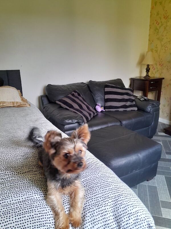 Yorkshire Terrier puppies for sale in Garvagh, County Londonderry – 3 months old