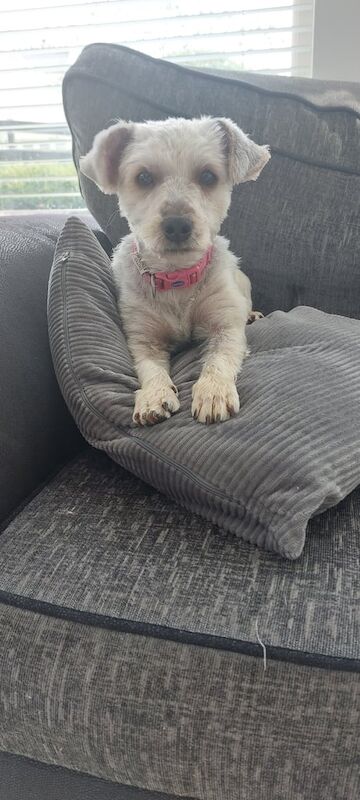 Yorkshire Terrier puppies for sale in Castlederg, County Tyrone – 1 year old