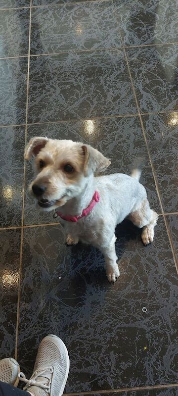 Yorkshire Terrier puppies for sale in Castlederg, County Tyrone – 1 year old - Image 2 of 3