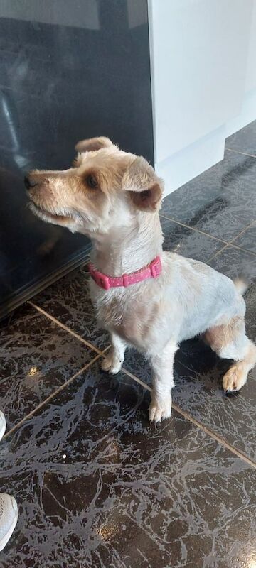 Yorkshire Terrier puppies for sale in Castlederg, County Tyrone – 1 year old - Image 3 of 3