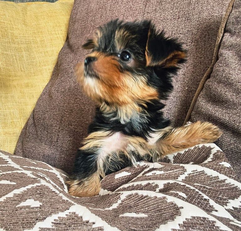 Yorkshire Terrier puppies for sale in Boston, Lincolnshire – 10 weeks old