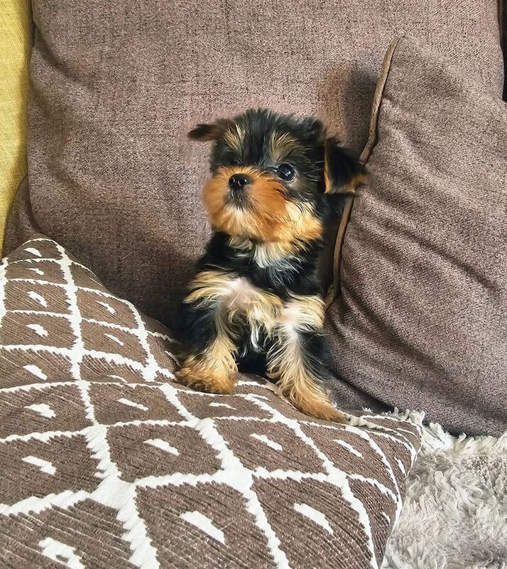 Yorkshire Terrier puppies for sale in Boston, Lincolnshire – 10 weeks old - Image 2 of 3