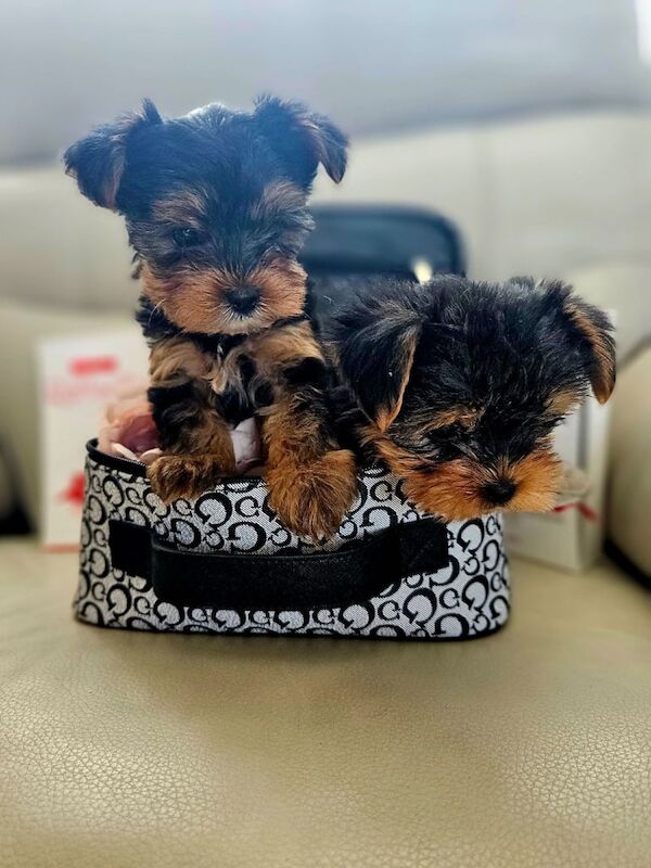 Yorkshire Terrier puppies for sale in Boston, Lincolnshire – 10 weeks old - Image 3 of 3