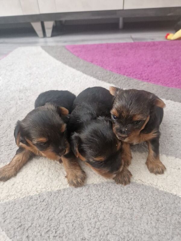 Yorkshire Terrier puppies for sale in Dungannon, County Tyrone – 3 weeks old