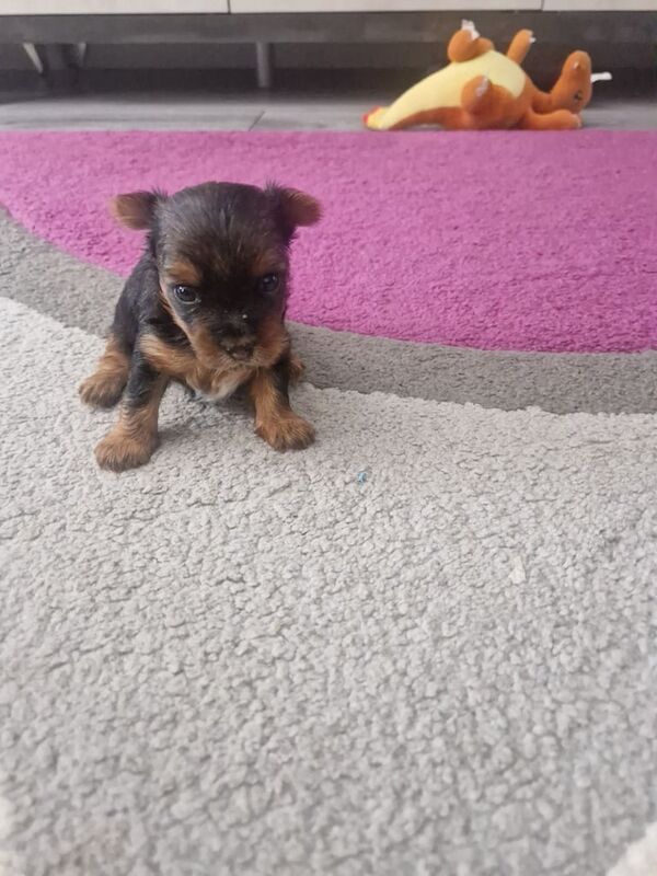 Yorkshire Terrier puppies for sale in Dungannon, County Tyrone – 3 weeks old - Image 2 of 3