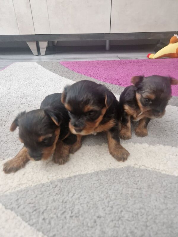 Yorkshire Terrier puppies for sale in Dungannon, County Tyrone – 3 weeks old - Image 3 of 3