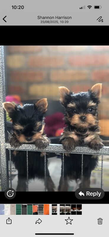 Yorkshire Terrier puppies for sale in Portadown, County Armagh – KC registered, 11 weeks old