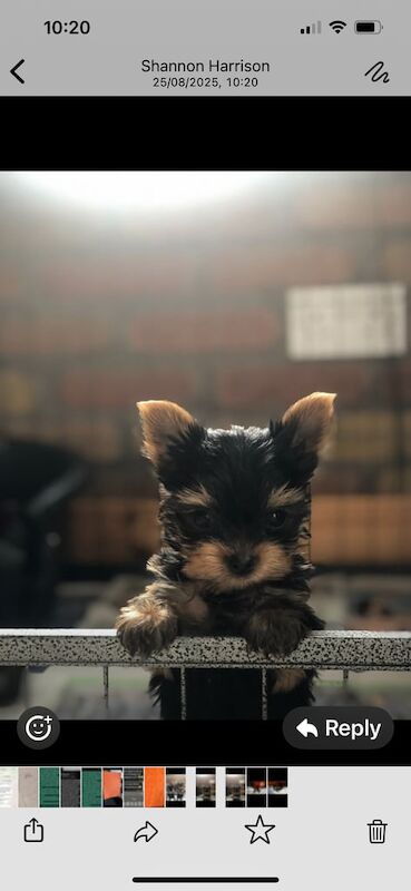 Yorkshire Terrier puppies for sale in Portadown, County Armagh – KC registered, 11 weeks old - Image 2 of 2