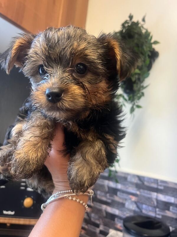 Yorkshire Terrier puppies for sale in Sheffield, South Yorkshire – 11 weeks old