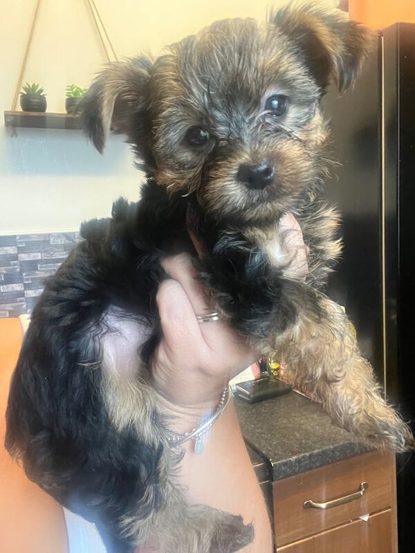 Yorkshire Terrier puppies for sale in Sheffield, South Yorkshire – 11 weeks old - Image 2 of 3