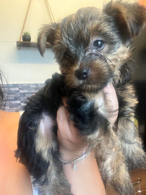 Yorkshire Terrier puppies for sale in Sheffield, South Yorkshire – 11 weeks old - Image 3 of 3