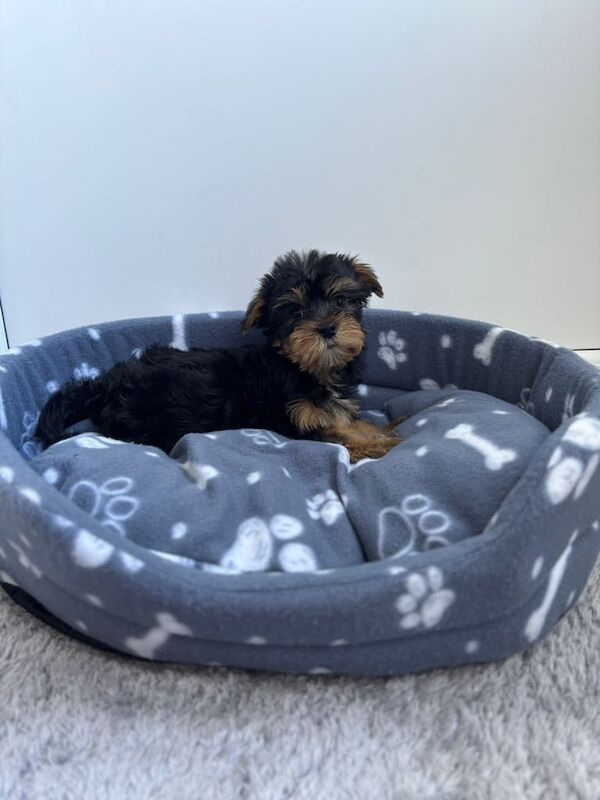 Yorkshire Terrier puppies for sale in Croydon, Greater London – 8 weeks old - Image 3 of 3