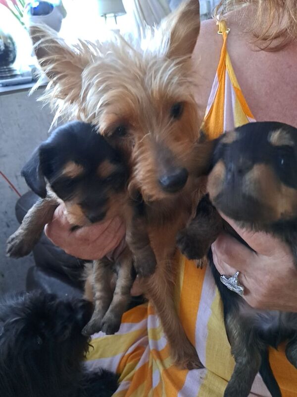 Yorkshire Terrier puppies for sale in Ashington, Northumberland – 9 weeks old