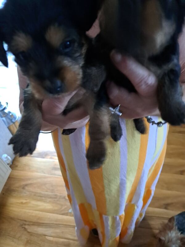 Yorkshire Terrier puppies for sale in Ashington, Northumberland – 9 weeks old - Image 2 of 2