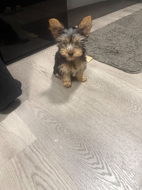 Yorkshire Terrier puppies for sale in Carluke, Lanarkshire – 10 weeks old