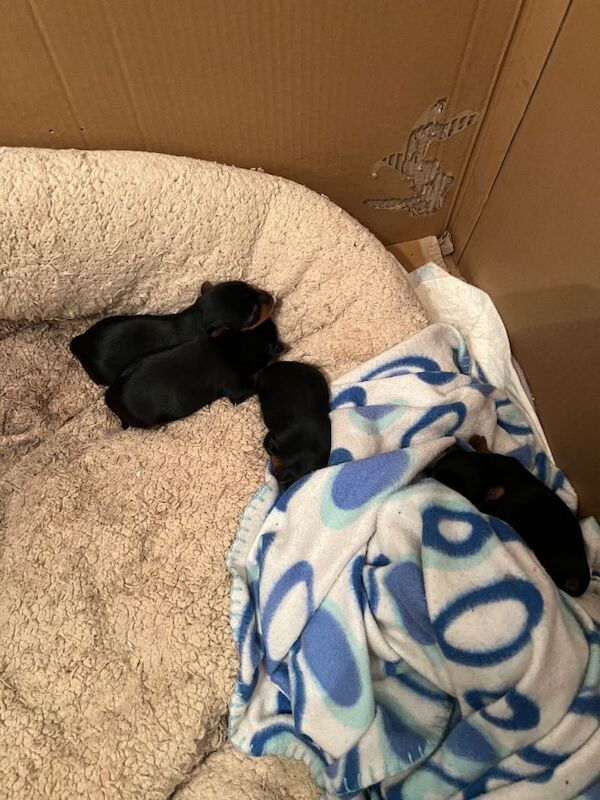 Yorkshire Terrier puppies for sale in Uxbridge, Greater London – 9 weeks old