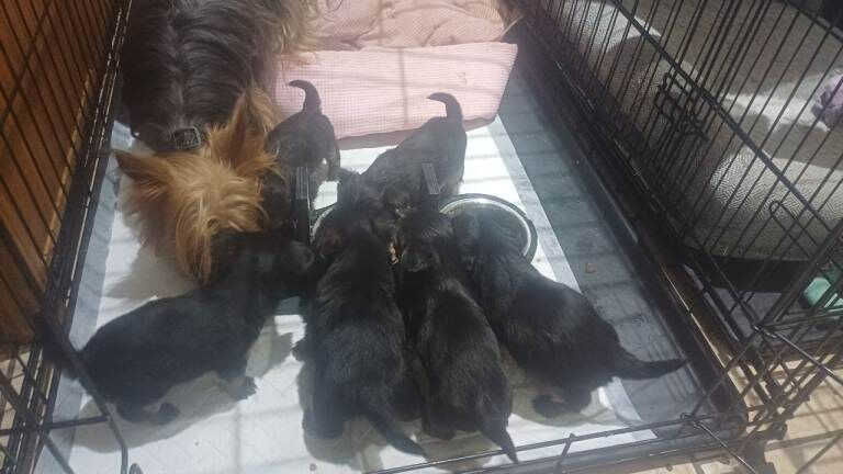 Yorkshire Terrier puppies for sale in Omagh, County Tyrone – 6 weeks old - Image 2 of 4