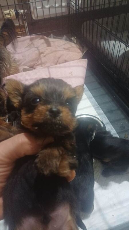 Yorkshire Terrier puppies for sale in Omagh, County Tyrone – 6 weeks old - Image 3 of 4