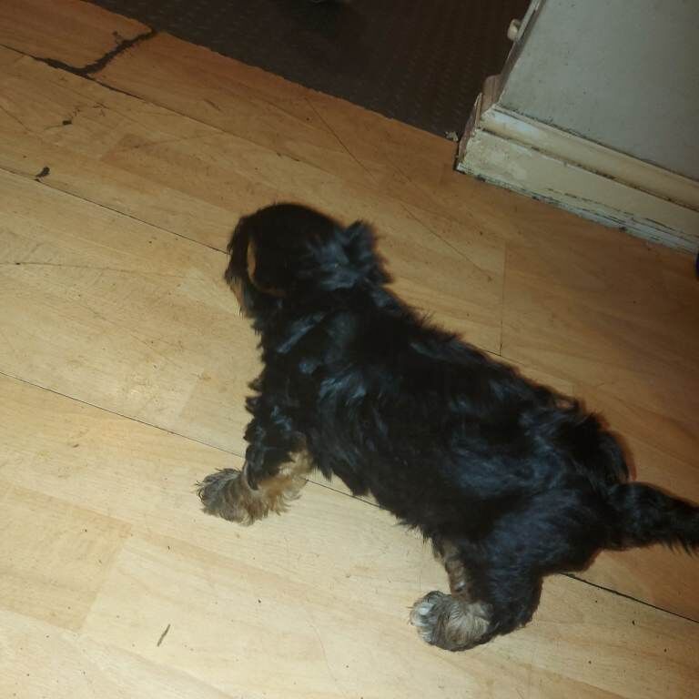 Yorkshire Terrier puppies for sale in Newham, Cornwall – 6 weeks old