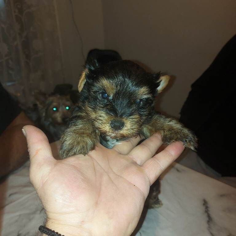 Yorkshire Terrier puppies for sale in Newham, Cornwall – 6 weeks old - Image 2 of 5