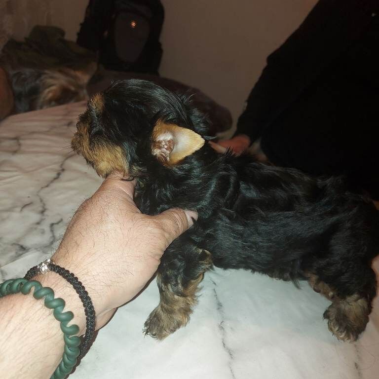 Yorkshire Terrier puppies for sale in Newham, Cornwall – 6 weeks old - Image 3 of 5