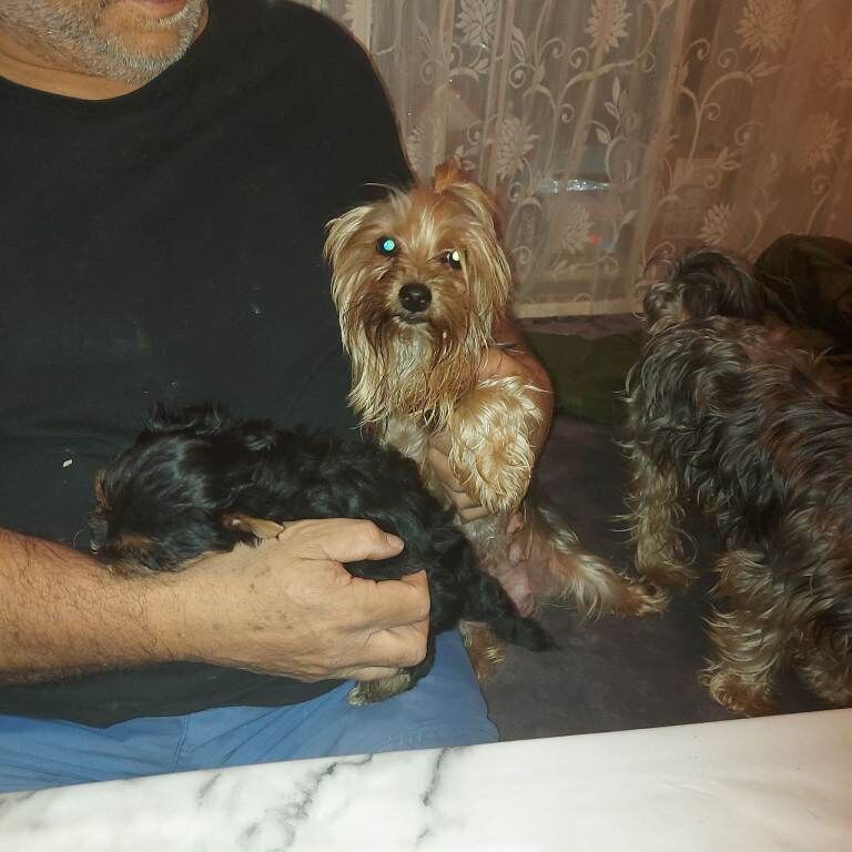 Yorkshire Terrier puppies for sale in Newham, Cornwall – 6 weeks old - Image 4 of 5