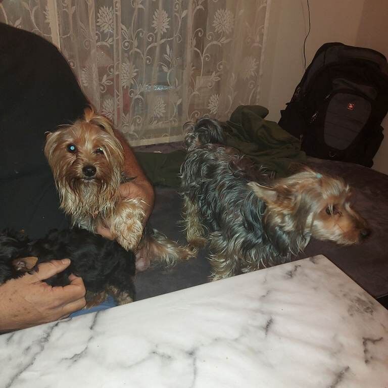 Yorkshire Terrier puppies for sale in Newham, Cornwall – 6 weeks old - Image 5 of 5