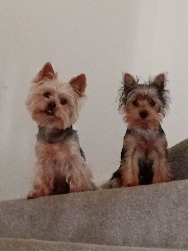 Yorkshire Terrier puppies for sale in Folkestone, Kent – 7 weeks old - Image 2 of 2