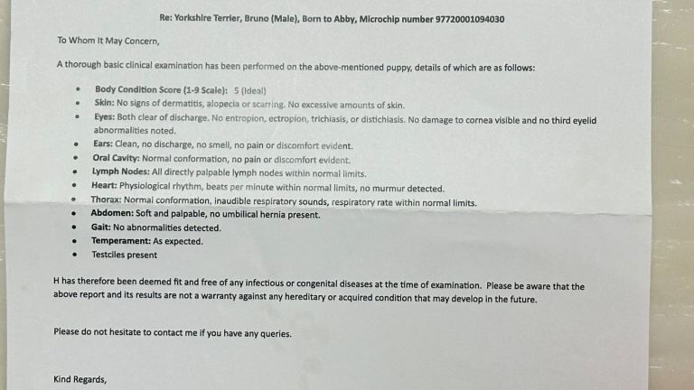 Yorkshire Terrier puppies for sale in Rotherham, South Yorkshire – 1 year old - Image 2 of 2