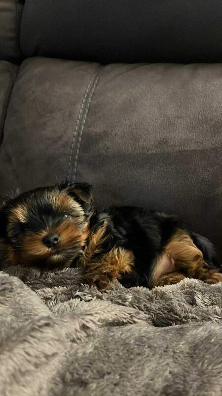 Yorkshire Terrier Sbadiglio Statuetta | Cane In Porcellana Leonardo Collection Collezione