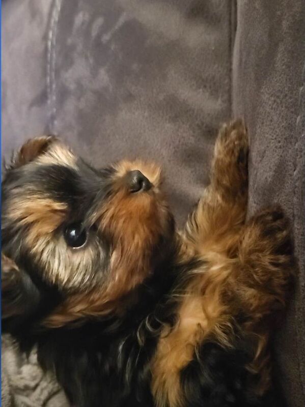 Yorkshire terrier - Image 2 of 3