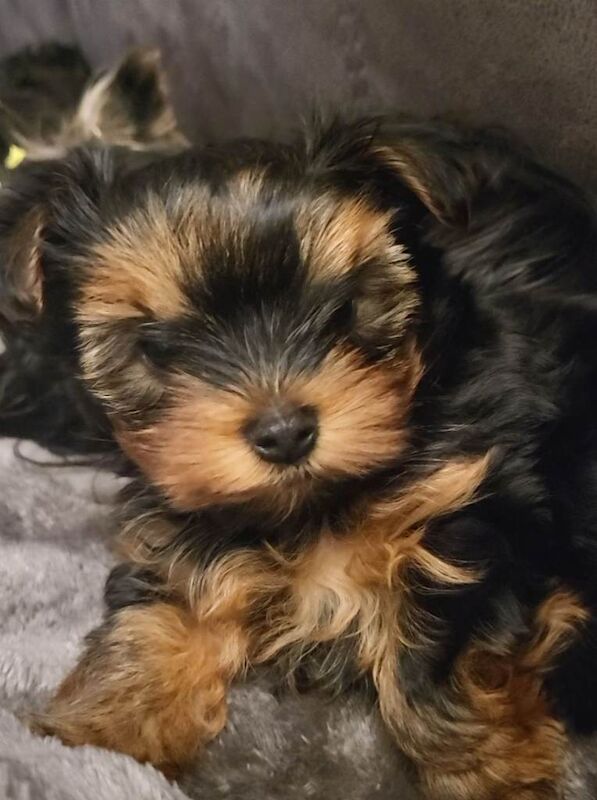 Yorkshire terrier - Image 3 of 3