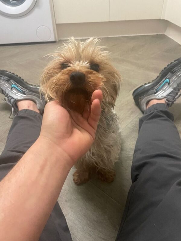 Yorkshire Terrier puppies for sale in Welwyn Garden City, Hertfordshire – 1 year old