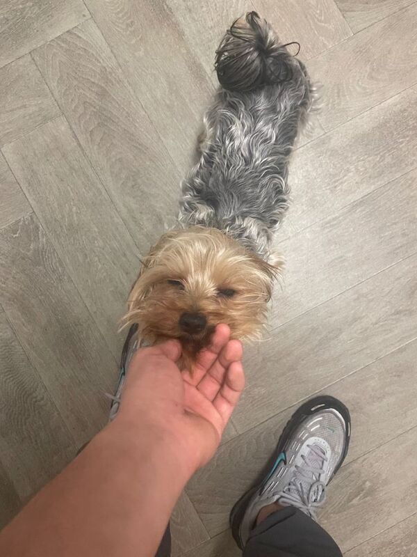 Yorkshire Terrier puppies for sale in Welwyn Garden City, Hertfordshire – 1 year old - Image 3 of 6