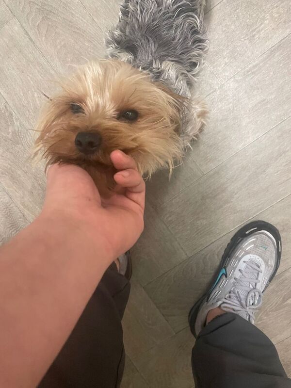 Yorkshire Terrier puppies for sale in Welwyn Garden City, Hertfordshire – 1 year old - Image 5 of 6