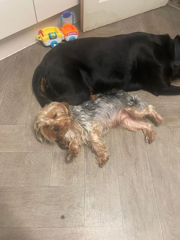 Yorkshire Terrier puppies for sale in Welwyn Garden City, Hertfordshire – 1 year old - Image 6 of 6