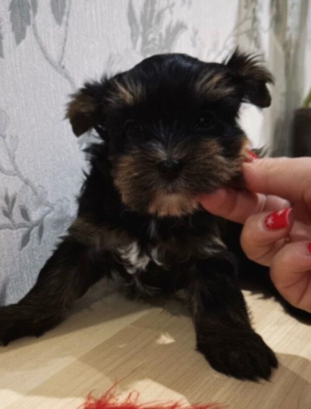 Yorkshire Terrier puppies for sale in Oxford, Oxfordshire – KC registered, 10 weeks old - Image 3 of 4