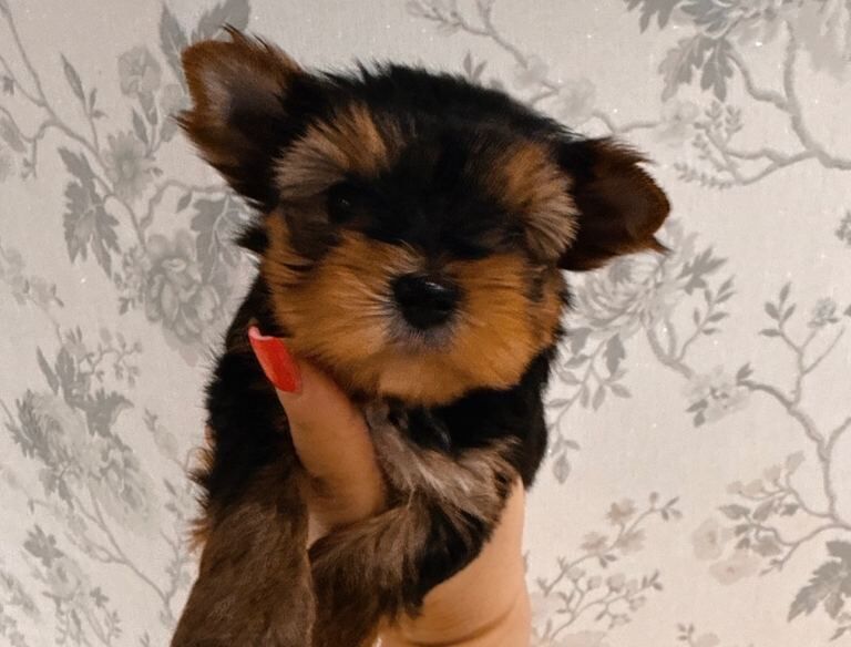 Yorkshire Terrier puppies for sale in Oxford, Oxfordshire – KC registered, 10 weeks old - Image 4 of 4