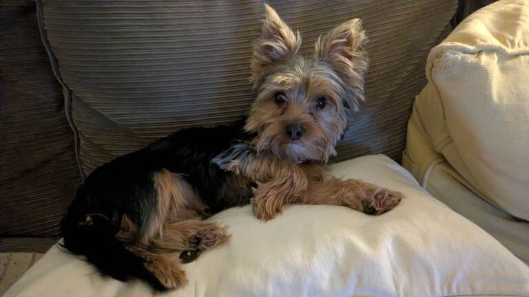Yorkshire Terrier puppies for sale in Norwich, Norfolk – 9 months old